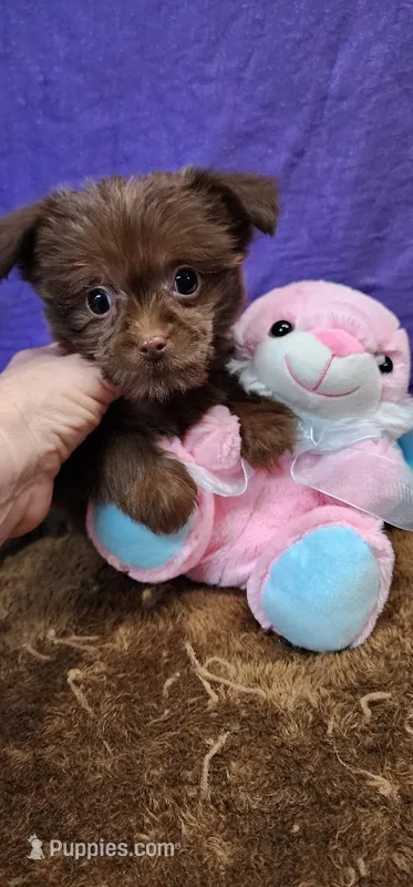 Penny – Shih Tzu puppy for sale in Mount Pleasant, NC