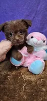 Penny, a female Shih Tzu for sale in Mount Pleasant, NC – 1 of 6