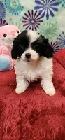 Panda, a female Shih Tzu and Poodle - Toy  for sale in Mount Pleasant, NC – 4 of 4