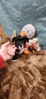 Shadow, a male Yorkshire Terrier for sale in Mount Pleasant, NC – 3 of 6