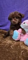 Penny, a female Shih Tzu for sale in Mount Pleasant, NC – 6 of 6