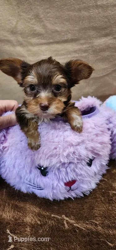 Prissy – Yorkshire Terrier puppy for sale in Mount Pleasant, NC