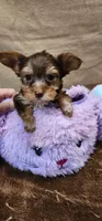 Prissy, a female Yorkshire Terrier for sale in Mount Pleasant, NC – Photo 1 of 5