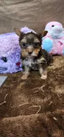 Prissy, a female Yorkshire Terrier for sale in Mount Pleasant, NC – Photo 3 of 5