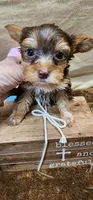 Prissy, a female Yorkshire Terrier for sale in Mount Pleasant, NC – Photo 2 of 5