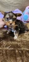 Prissy, a female Yorkshire Terrier for sale in Mount Pleasant, NC – Photo 4 of 5