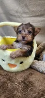 Peaches, a male Yorkshire Terrier for sale in Mount Pleasant, NC – Photo 4 of 5
