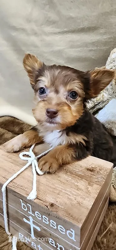 Peaches – Yorkshire Terrier puppy for sale in Mount Pleasant, NC