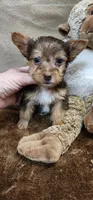 Peaches, a male Yorkshire Terrier for sale in Mount Pleasant, NC – Photo 2 of 5