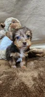 Peaches, a male Yorkshire Terrier for sale in Mount Pleasant, NC – Photo 5 of 5