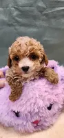 Ruth, a female Poodle - Toy  for sale in Mount Pleasant, NC – 2 of 4