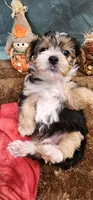Teddy, a male Yorkshire Terrier for sale in Mount Pleasant, NC – 3 of 6