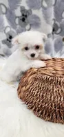 Maltese Female, a female Maltese for sale in Mount Pleasant, NC – 5 of 5