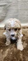 Rose, a female Poodle - Toy  for sale in Mount Pleasant, NC – 5 of 6