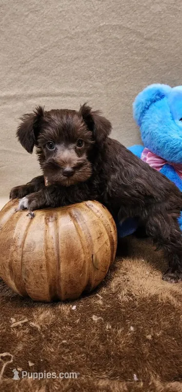 Lil Russell – Miniature Schnauzer puppy for sale in Mount Pleasant, NC