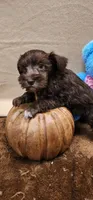 Lil Russell, a male Miniature Schnauzer for sale in Mount Pleasant, NC – Photo 2 of 5