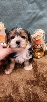 Teddy, a male Yorkshire Terrier for sale in Mount Pleasant, NC – 5 of 6