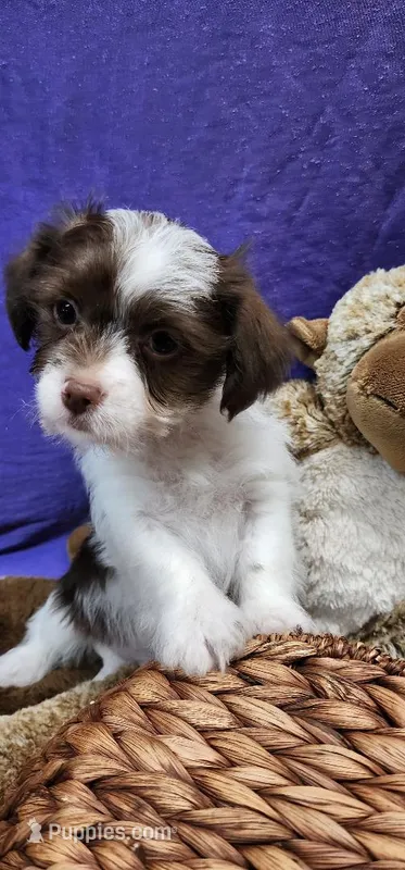 Rowdy – Shih Tzu puppy for sale in Mount Pleasant, NC