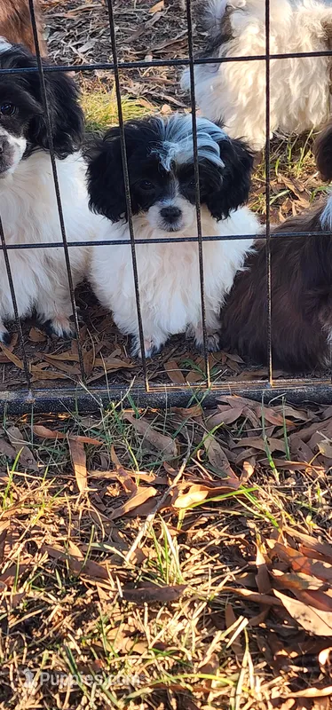 Panda – Shih Tzu puppy for sale in Mount Pleasant, NC