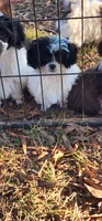 Panda, a female Shih Tzu for sale in Mount Pleasant, NC – 1 of 5