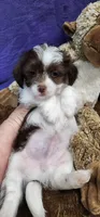 Rowdy, a male Shih Tzu for sale in Mount Pleasant, NC – 5 of 5
