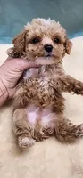 Apricot Boy, a male Poodle - Toy  for sale in Mount Pleasant, NC – 3 of 4