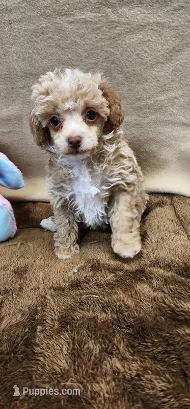 Rachel – Poodle - Toy  puppy for sale in Mount Pleasant, NC