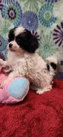 Panda, a female Shih Tzu and Poodle - Toy  for sale in Mount Pleasant, NC – 3 of 4