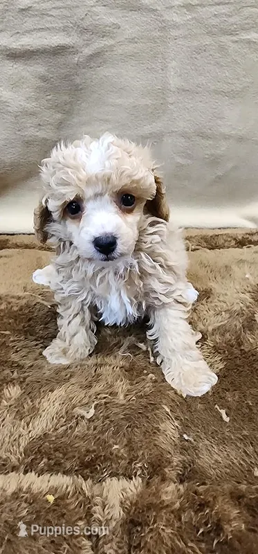 Rose – Poodle - Toy  puppy for sale in Mount Pleasant, NC