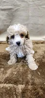 Rose, a female Poodle - Toy  for sale in Mount Pleasant, NC – 1 of 6