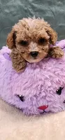 Apricot Boy, a male Poodle - Toy  for sale in Mount Pleasant, NC – 2 of 4