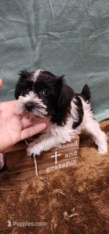 Velvet – Miniature Schnauzer puppy for sale in Mount Pleasant, NC