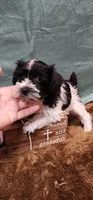 Velvet, a female Miniature Schnauzer for sale in Mount Pleasant, NC – Photo 1 of 5