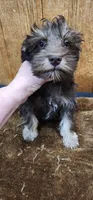 Tanner, a male Miniature Schnauzer for sale in Mount Pleasant, NC – 4 of 4