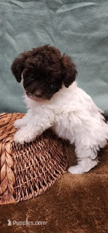 Chuck, a male Poodle - Toy  for sale in Mount Pleasant, NC – Photo 1 of 5