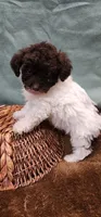 Chuck, a male Poodle - Toy  for sale in Mount Pleasant, NC – Photo 1 of 5