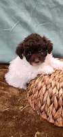 Chuck, a male Poodle - Toy  for sale in Mount Pleasant, NC – Photo 2 of 5