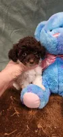 Chuck, a male Poodle - Toy  for sale in Mount Pleasant, NC – Photo 4 of 5