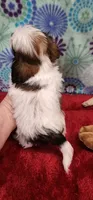 Bernard, a male Shih Tzu and Poodle - Toy  for sale in Mount Pleasant, NC – 3 of 4