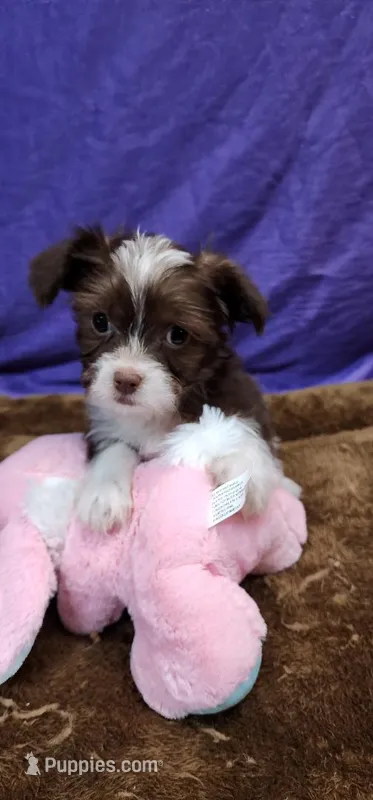 Trixie – Shih Tzu puppy for sale in Mount Pleasant, NC