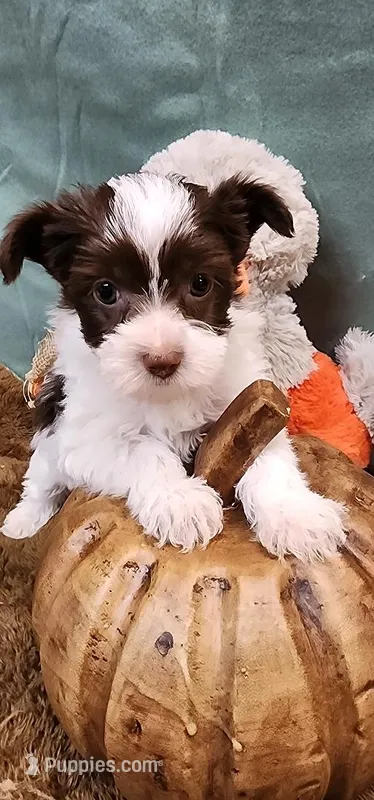 Abby – Yorkshire Terrier puppy for sale in Mount Pleasant, NC