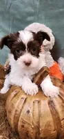 Abby, a female Yorkshire Terrier for sale in Mount Pleasant, NC – 1 of 6