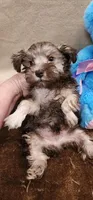 Dusty, a male Miniature Schnauzer for sale in Mount Pleasant, NC – Photo 2 of 5