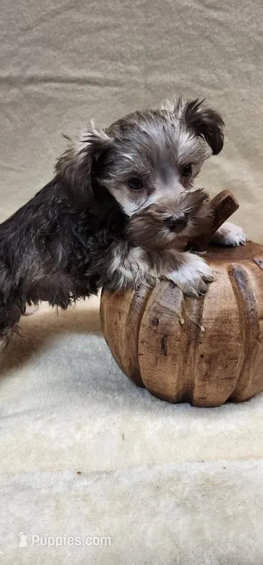 Dusty – Miniature Schnauzer puppy for sale in Mount Pleasant, NC