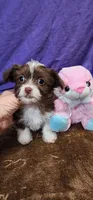 Trixie, a female Shih Tzu for sale in Mount Pleasant, NC – 6 of 6