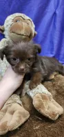 Bean, a male Shih Tzu for sale in Mount Pleasant, NC – 4 of 5