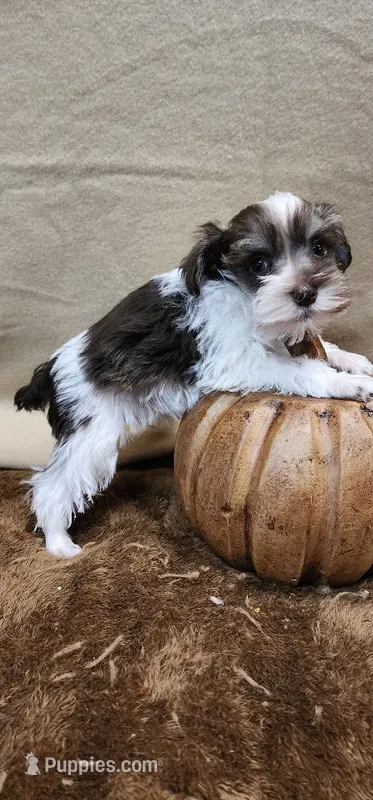 Scout – Miniature Schnauzer puppy for sale in Mount Pleasant, NC
