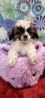 Katie, a female Shih Tzu and Poodle - Toy  for sale in Mount Pleasant, NC – 2 of 4
