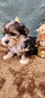 Teddy, a male Yorkshire Terrier for sale in Mount Pleasant, NC – 4 of 6