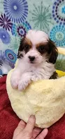 Bernard, a male Shih Tzu and Poodle - Toy  for sale in Mount Pleasant, NC – 2 of 4
